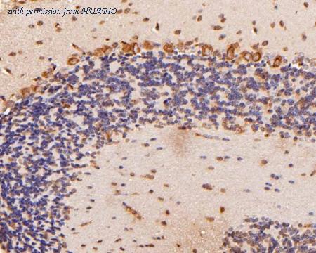 HUABIO HA500258 image 2