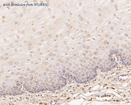 HUABIO HA500258 image 3