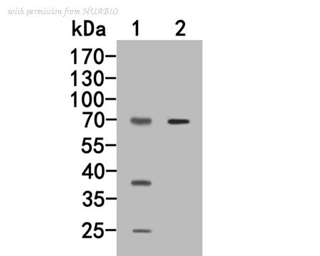 HUABIO HA500263 image 1