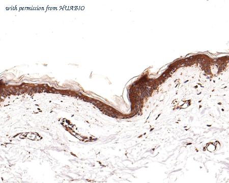 HUABIO HA500268 image 2