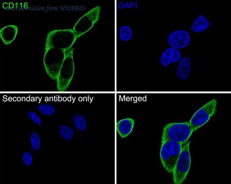 HUABIO HA500268 image 3