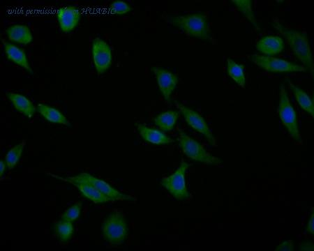 HUABIO HA500271 image 2