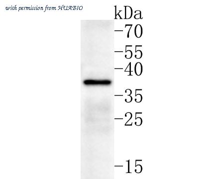 HUABIO HA500278 image 1