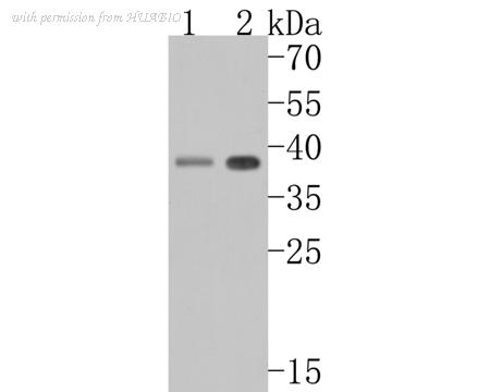 HUABIO HA500278 image 2