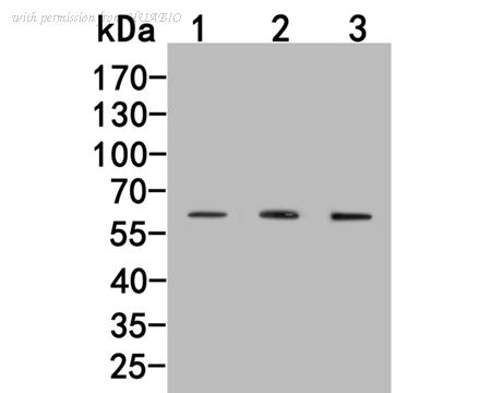 HUABIO HA500279 image 1