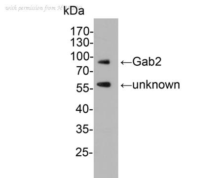 HUABIO HA500292 image 2