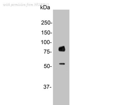 HUABIO HA500292 image 3