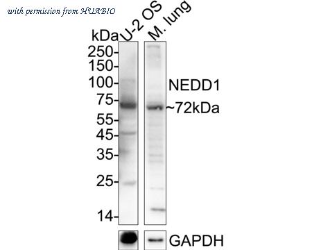 HUABIO HA500294 image 1