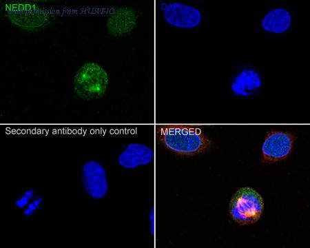 HUABIO HA500294 image 2