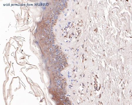 HUABIO HA500294 image 3