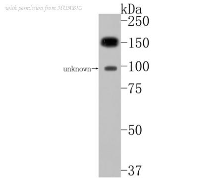 HUABIO HA500302 image 2