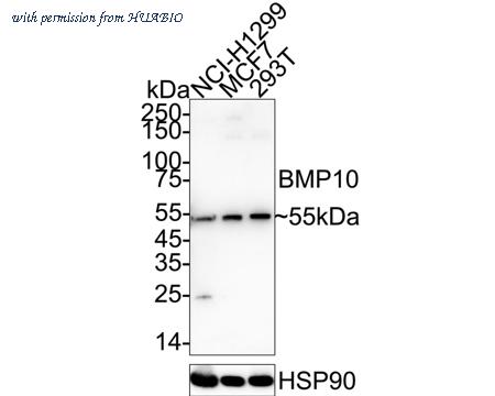 HUABIO HA500312 image 1