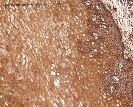 HUABIO HA500314 image 3