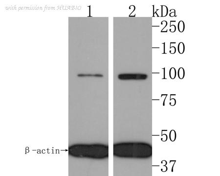 HUABIO HA500320 image 1