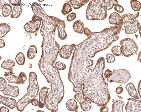 HUABIO HA500320 image 3