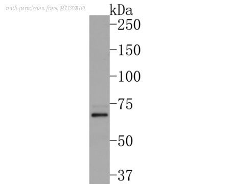 HUABIO HA500321 image 1