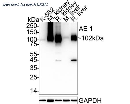 HUABIO HA500323 image 1