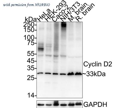 HUABIO HA500325 image 1