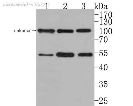 HUABIO HA500329 image 1