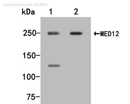 HUABIO HA500331 image 1