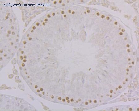 HUABIO HA500334 image 1