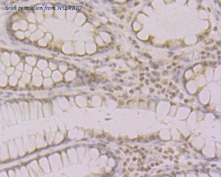 HUABIO HA500334 image 2