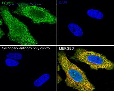 HUABIO HA500349 image 3