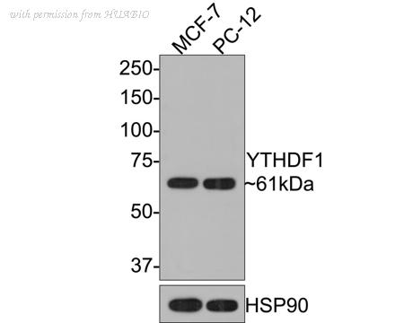HUABIO HA500350 image 1