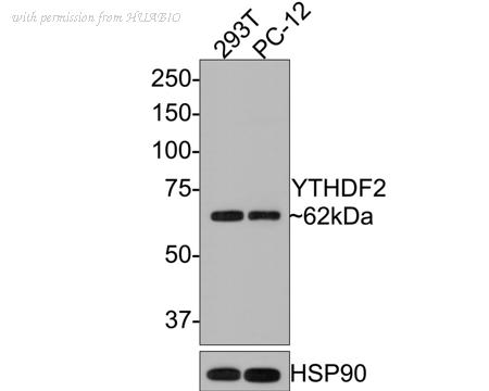 HUABIO HA500351 image 1