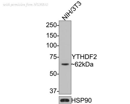 HUABIO HA500351 image 2