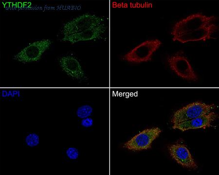 HUABIO HA500351 image 3