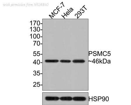 HUABIO HA500352 image 1