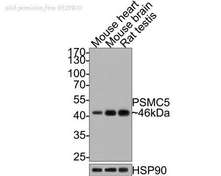 HUABIO HA500352 image 2