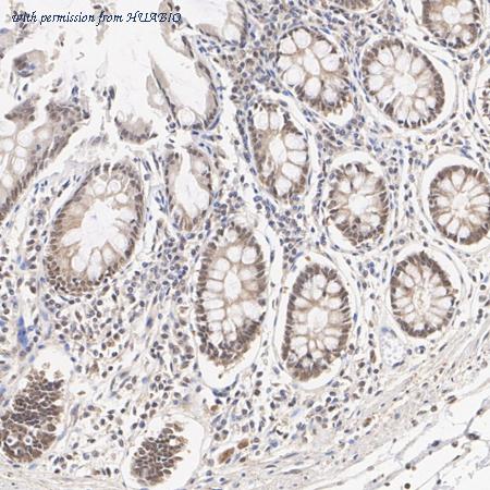 HUABIO HA500354 image 2