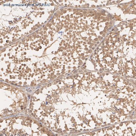 HUABIO HA500354 image 3