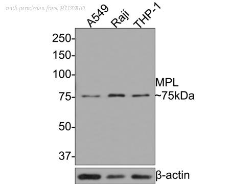 HUABIO HA500360 image 1