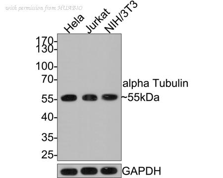 HUABIO HA500366 image 1