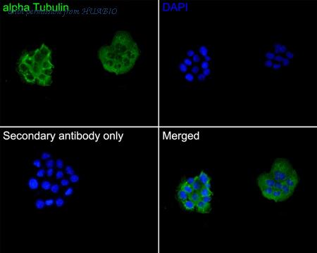 HUABIO HA500366 image 2