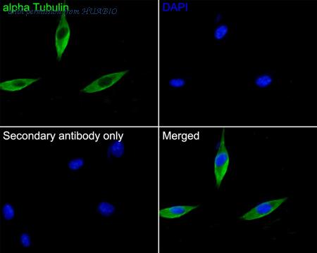 HUABIO HA500366 image 3