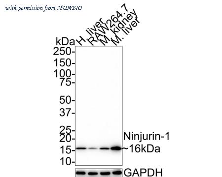 HUABIO HA500367 image 1
