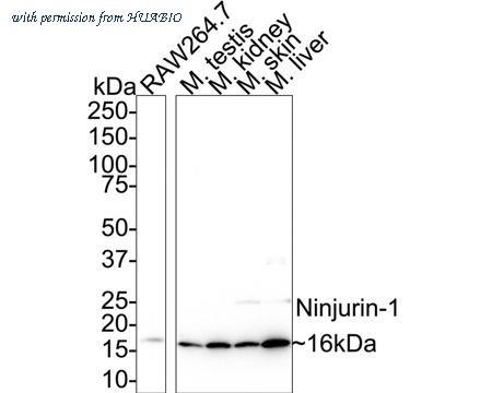 HUABIO HA500367 image 2