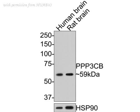 HUABIO HA500370 image 1