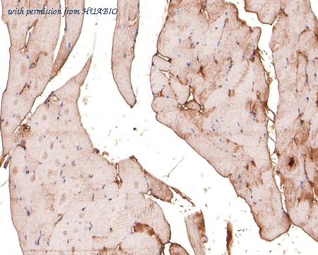 HUABIO HA500370 image 3