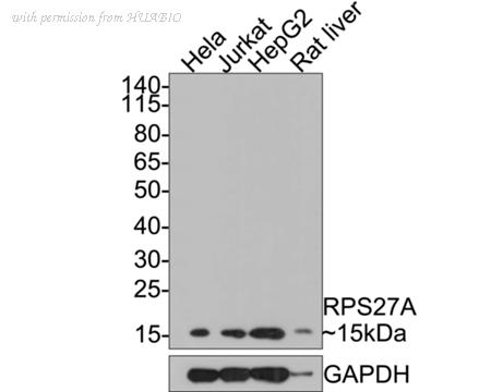 HUABIO HA500371 image 1