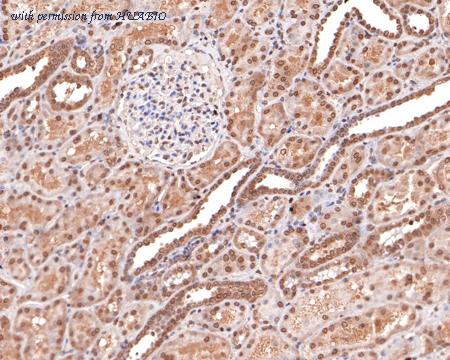 HUABIO HA500371 image 2