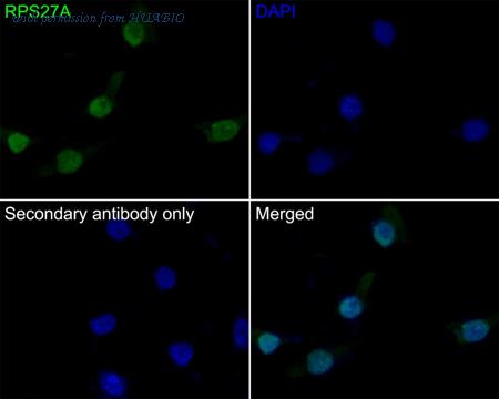 HUABIO HA500371 image 3