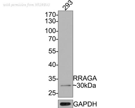 HUABIO HA500373 image 1