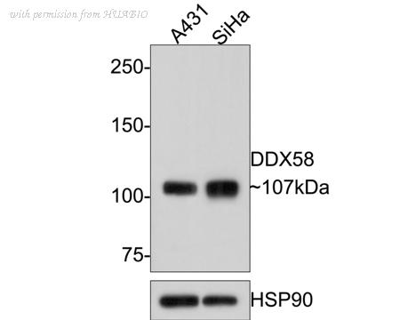 HUABIO HA500374 image 1