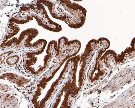 HUABIO HA500374 image 2