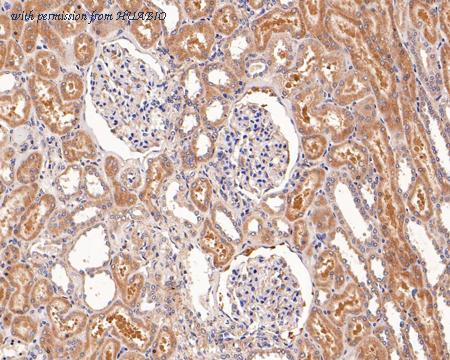 HUABIO HA500374 image 3